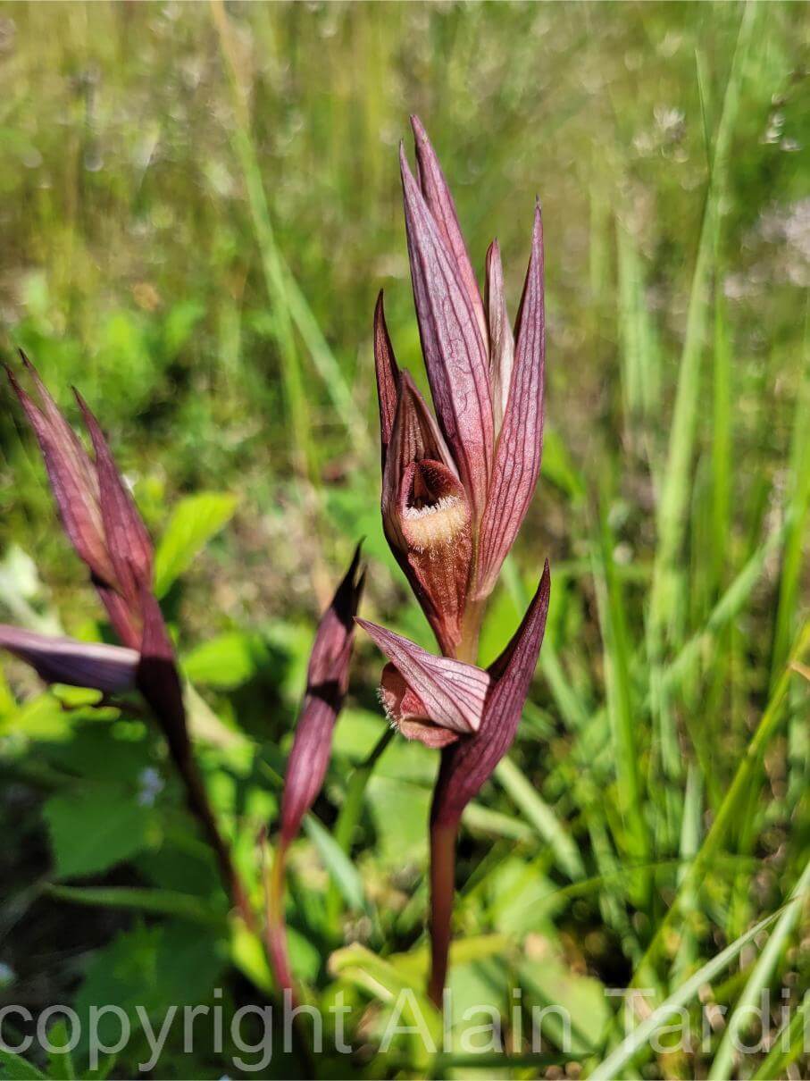 Serapias vomeracea 4 Serapias vomeracea - sérapias à long pétale