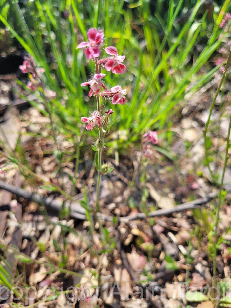 Silene gallica 4 Silene gallica ou silène de France