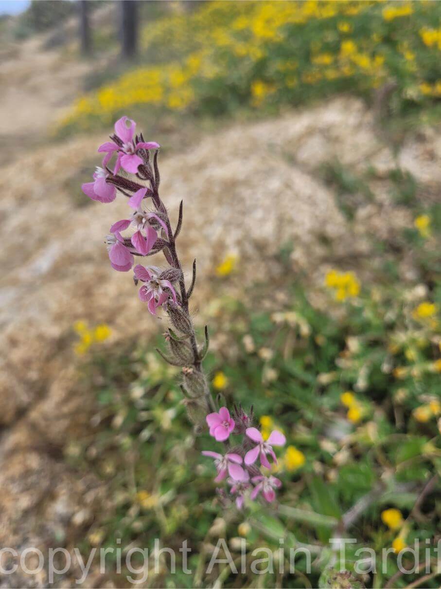 Silene gallica 5 Silene gallica ou silène de France