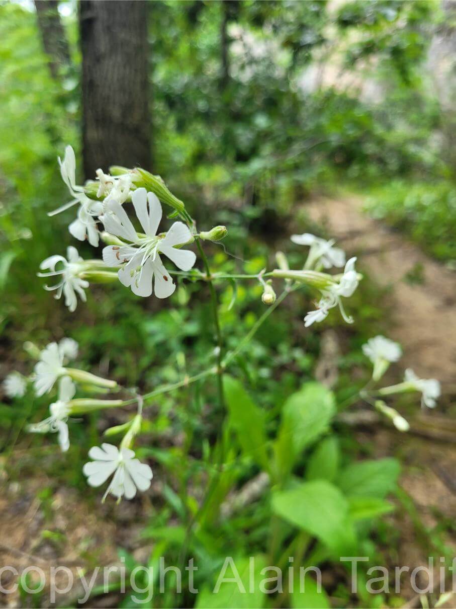 Silene italica 3 Silene italica ou silène d'Italie