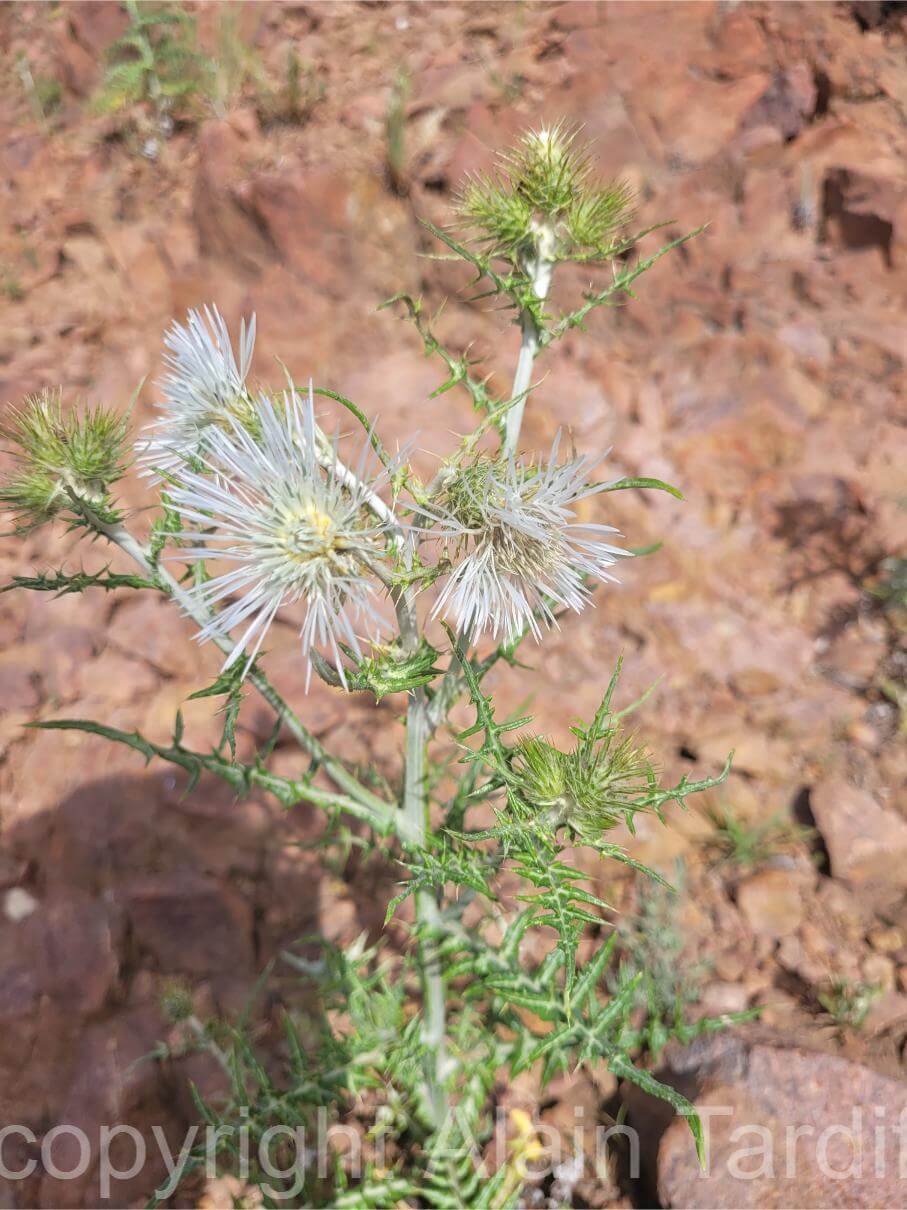 Silybum marianum albinos Silybum marianum albinos