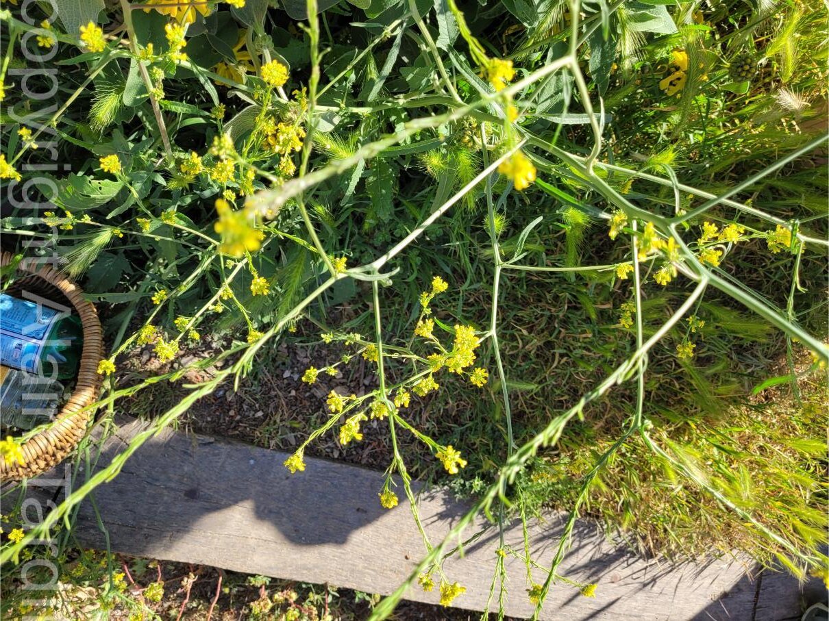 Sisymbrium officinale 4 Sisymbrium officinale