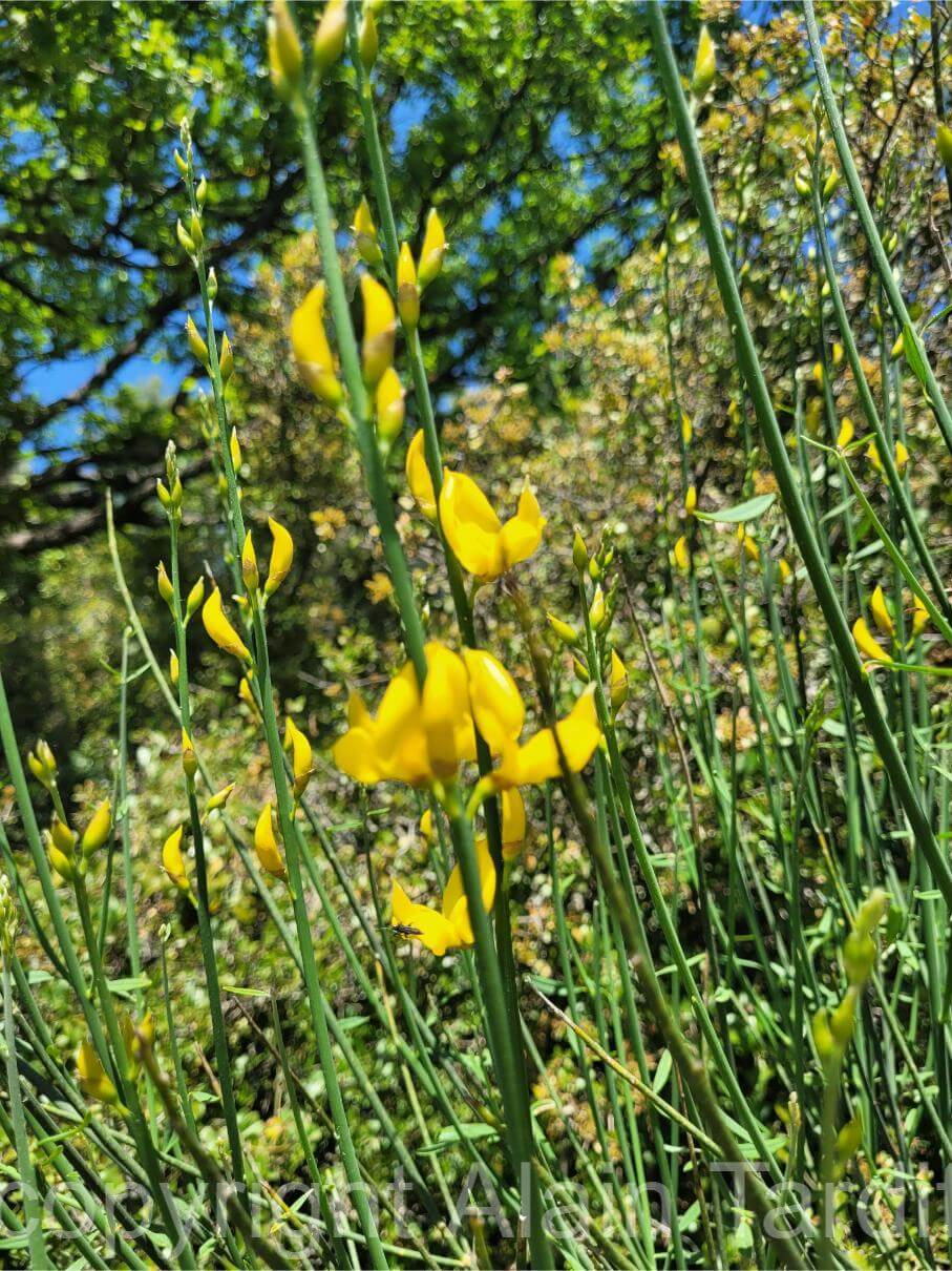 Spartium junceum 3 Spartium junceum
