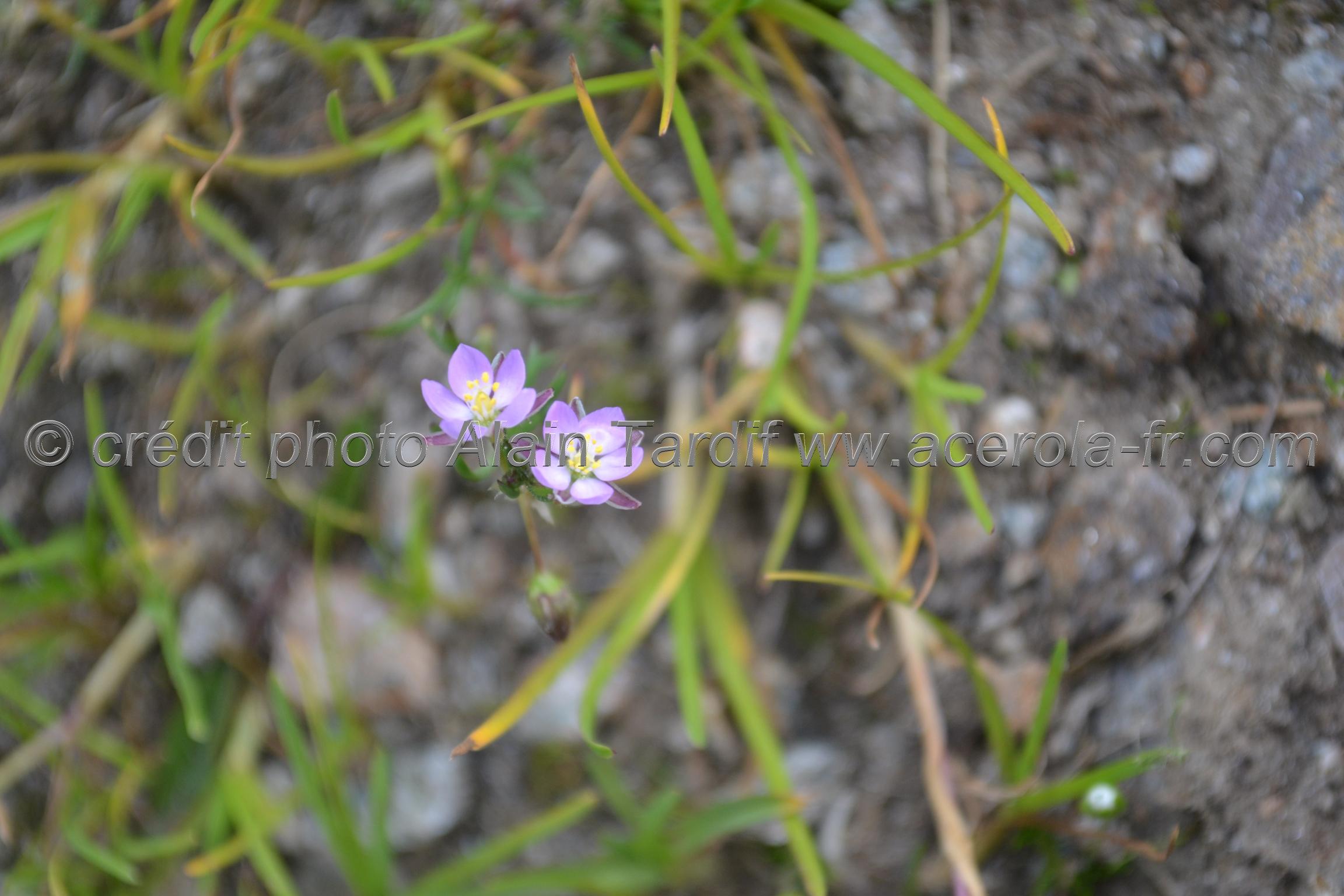 Spergularia rubra 2 Spergularia rubra ou sabline rouge
