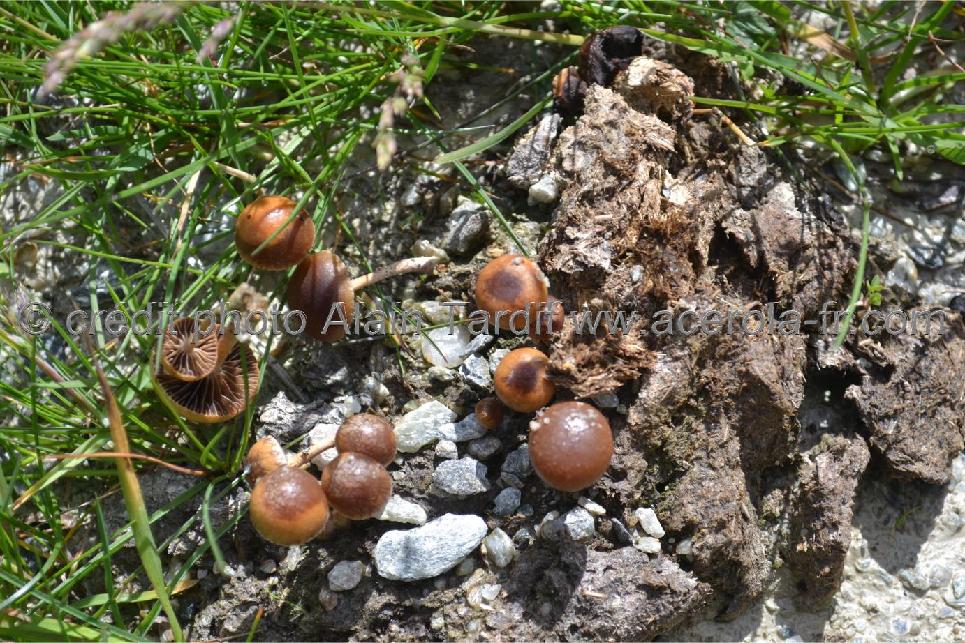 Stropharia semiglobata Stropharia semiglobata - strophaire hémisphérique