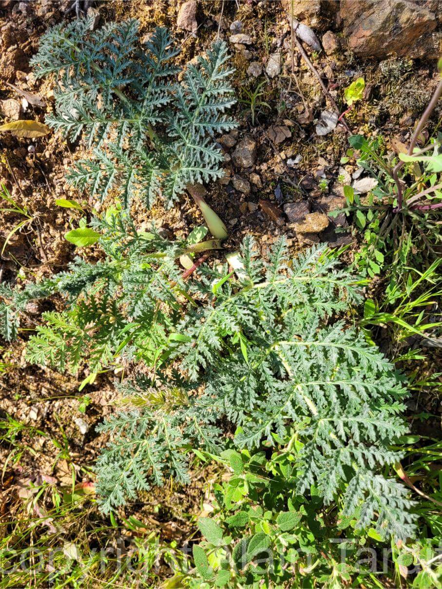 Thapsia villosa 3 Thapsia villosa ou thapsie velue