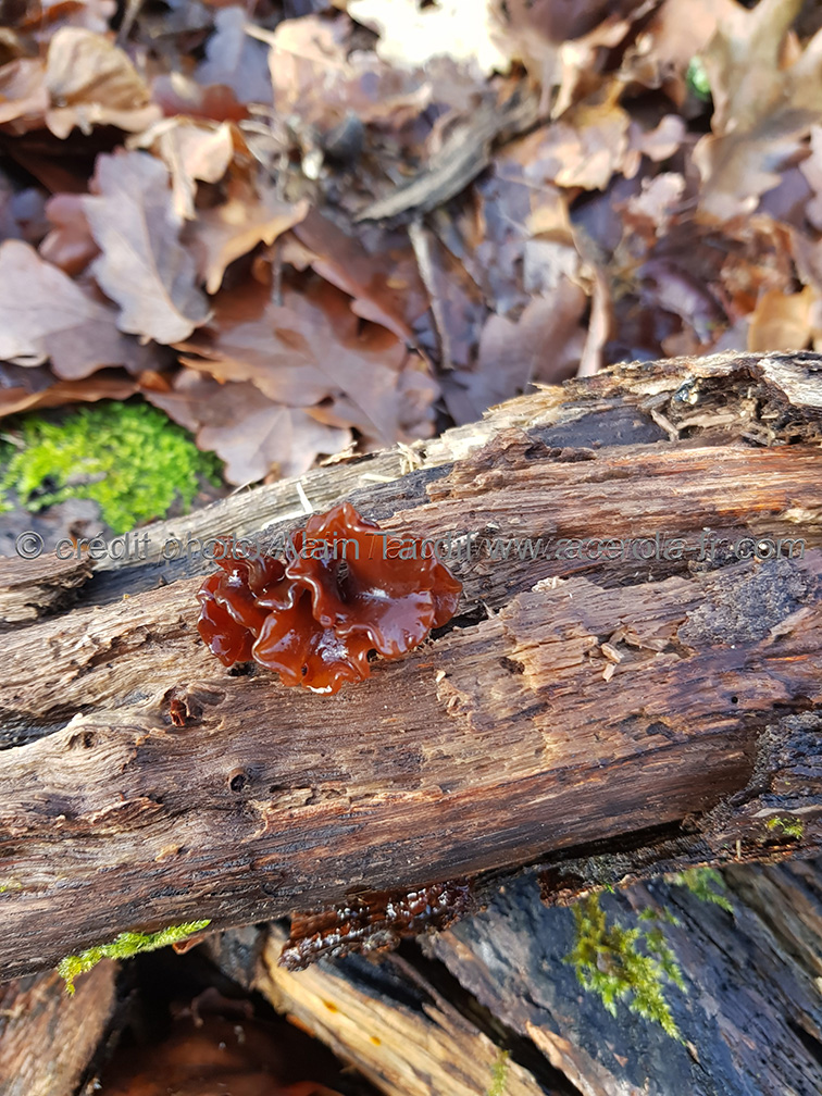 Tremella foliacea Tremella foliacée ou trémelle foliacée