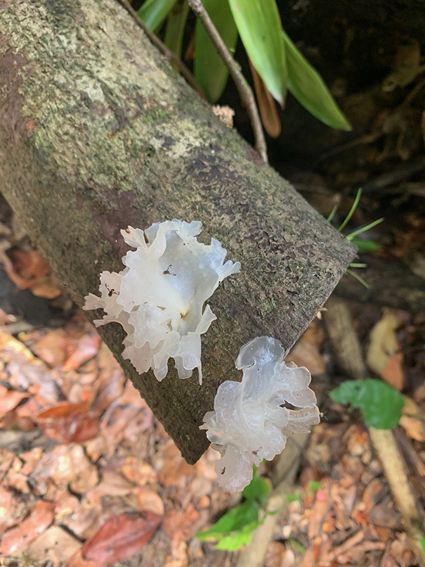 Tremella fuciformis Tremella fuciformis ou trémelle fucus