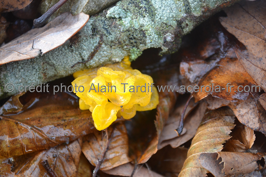 Tremella mesenterica 2 les trémellacées, Tremella mesenterica ou trémelle mésentérique