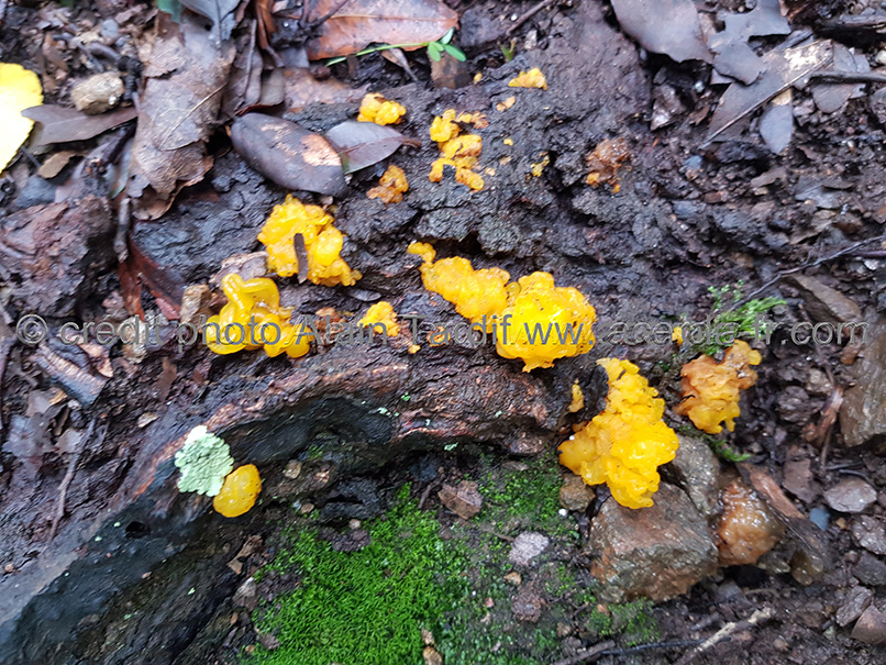 Tremella mesenterica 3 Tremella mesenterica ou trémelle mésentérique