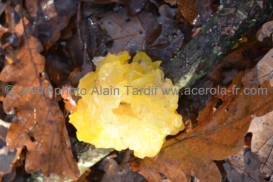 Tremella mesenterica 4 Tremella mesenterica ou trémelle mésentérique
