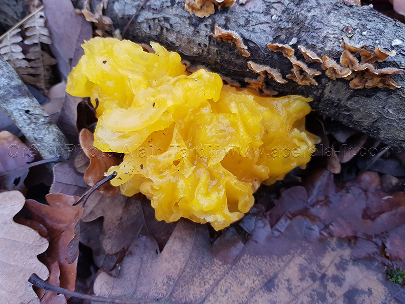 Tremella mesenterica 5 Tremella mesenterica ou trémelle mésentérique