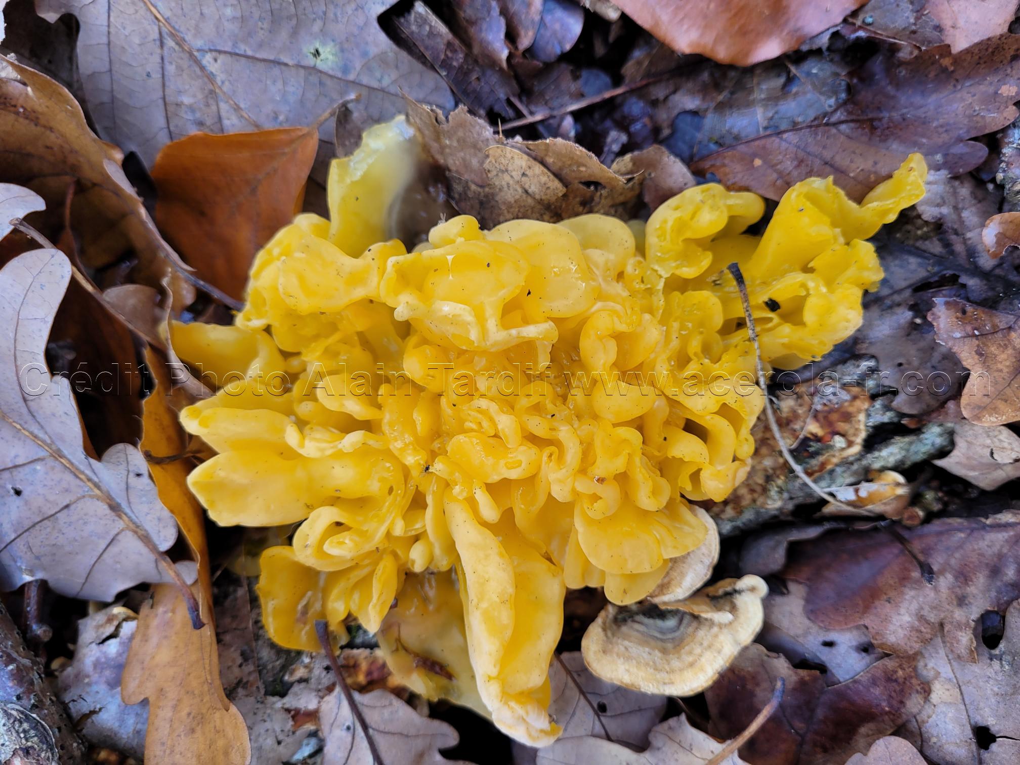 Tremella mesenterica 6 Tremella mesenterica ou trémelle mésentérique
