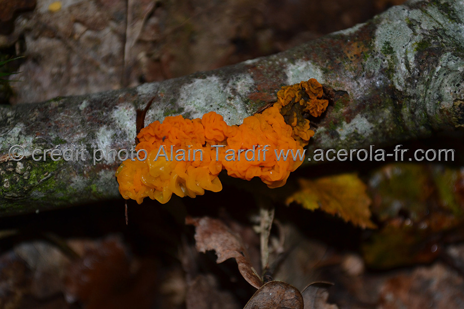Tremella mesenterica bis Tremella mesenterica ou trémelle mésentérique
