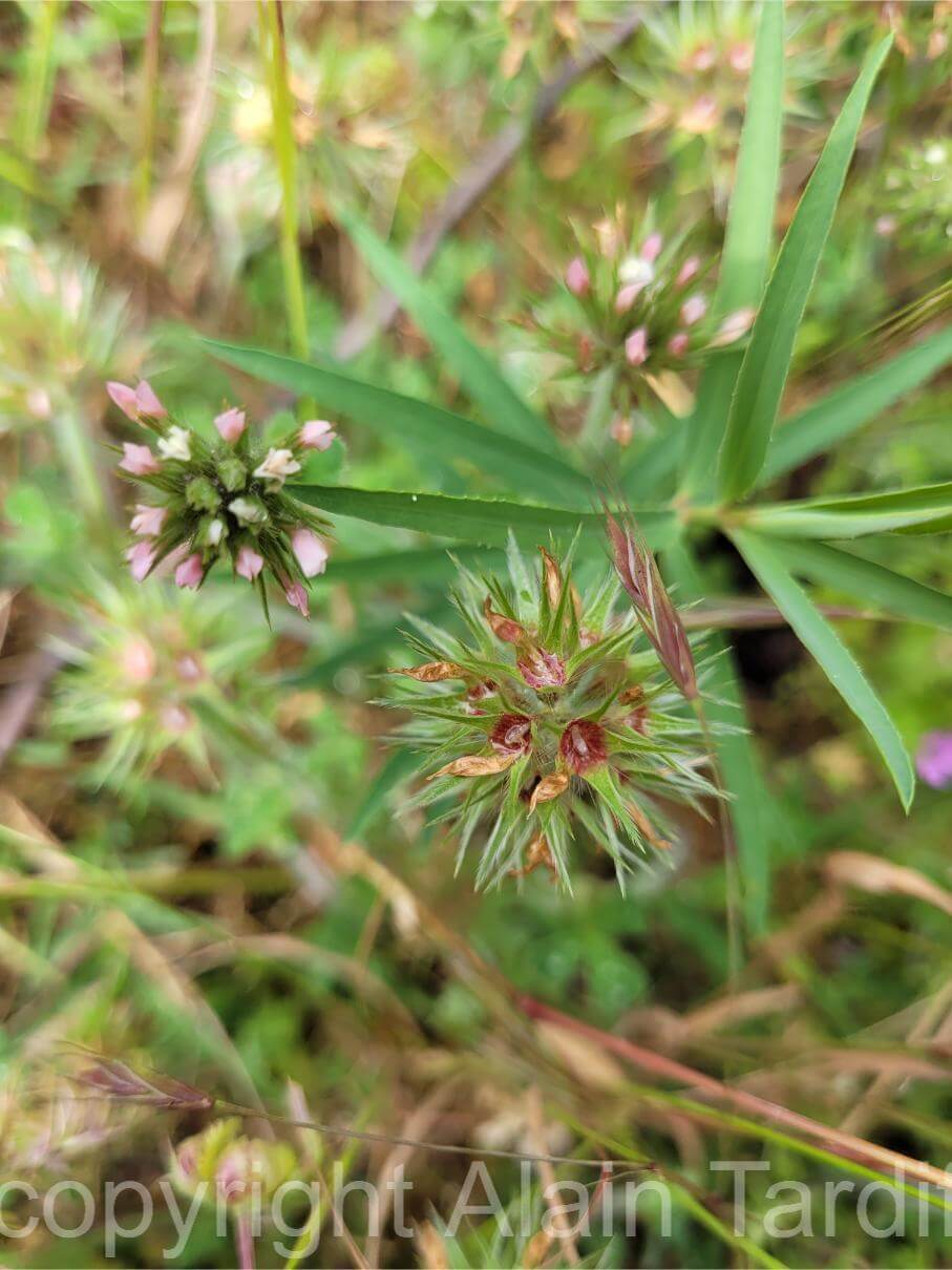 Trifolium stellatum 2 Trifolium stellatum ou trèfle étoilé