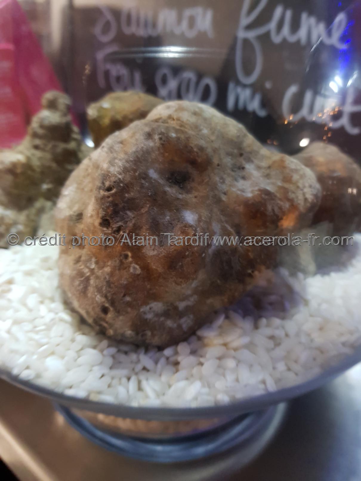 Tuber magnatum Tuber magnatum ou truffe blanche