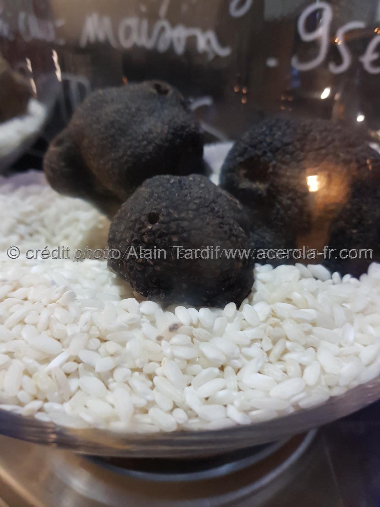 Tuber melanosporum les tubéracées, tuber melanosporum ou truffe noire