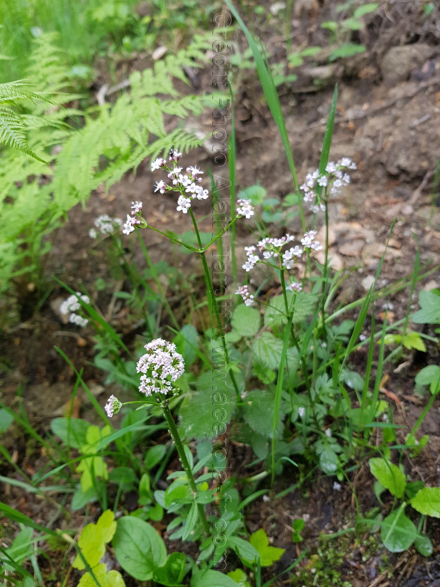 Valeriana dioica Valeriana dioica ou valériane dioïque
