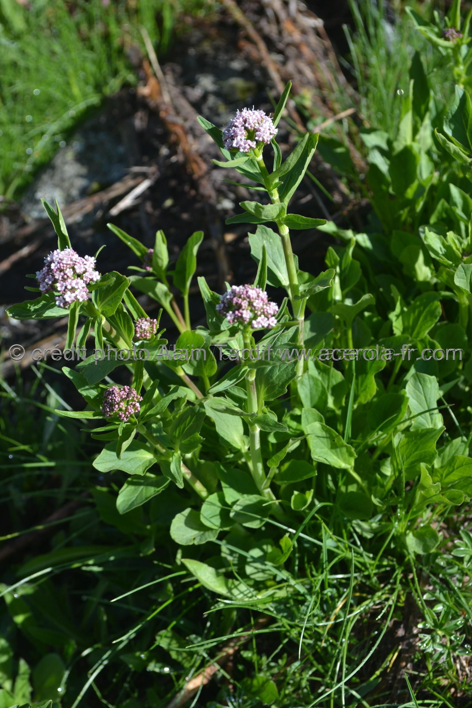 Valeriana montana 3 Valeriana montana ou valériane des montagnes
