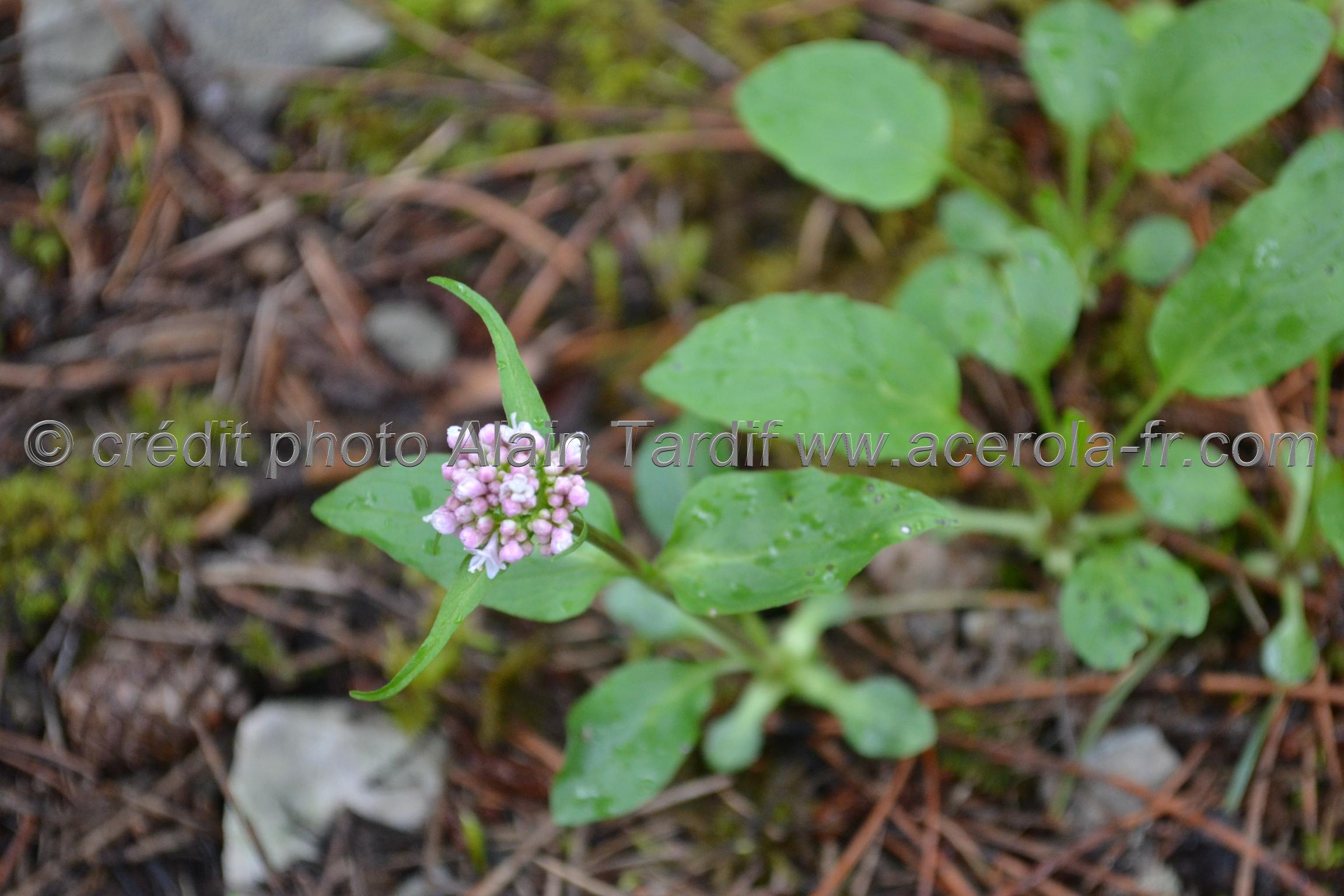 Valeriana montana Valeriana montana ou valériane des montagnes