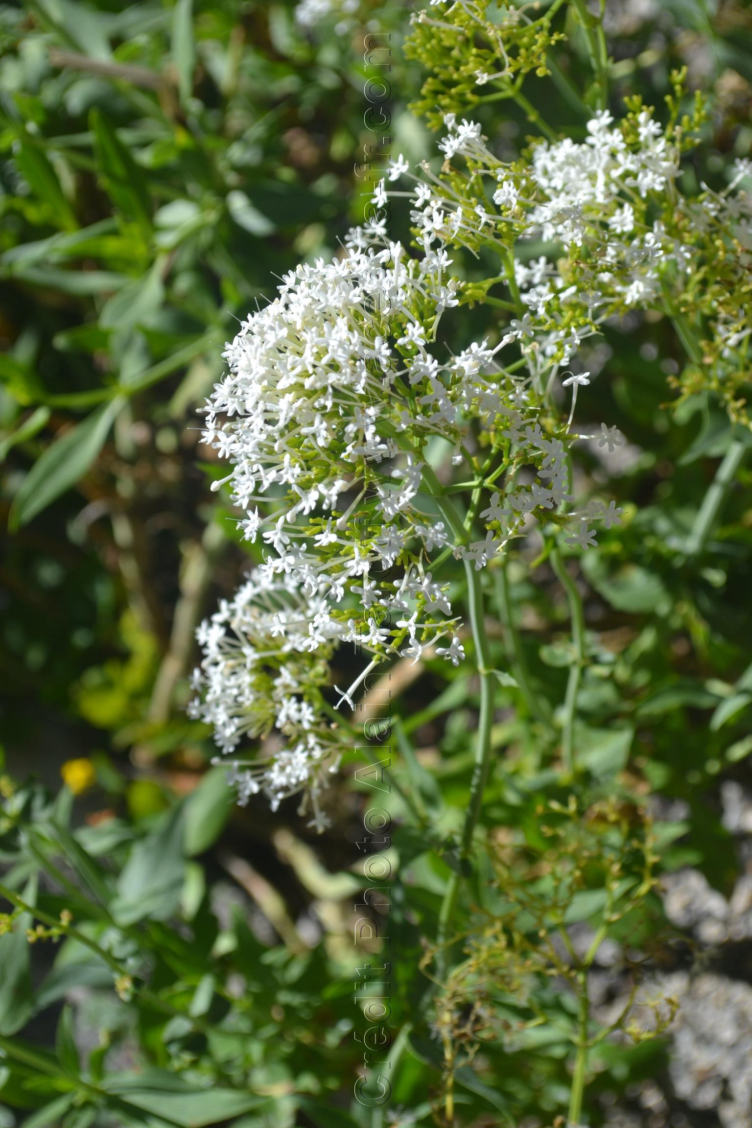 Valeriana officinalis 2 Valeriana officinalis - valériane officinale