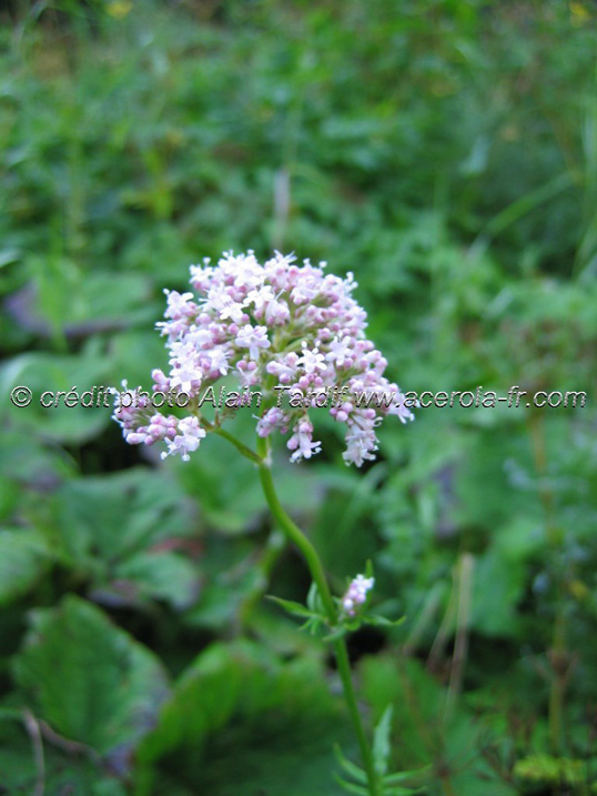 Valeriana officinalis les valérianées, valeriana officinalis ou valériane officinale