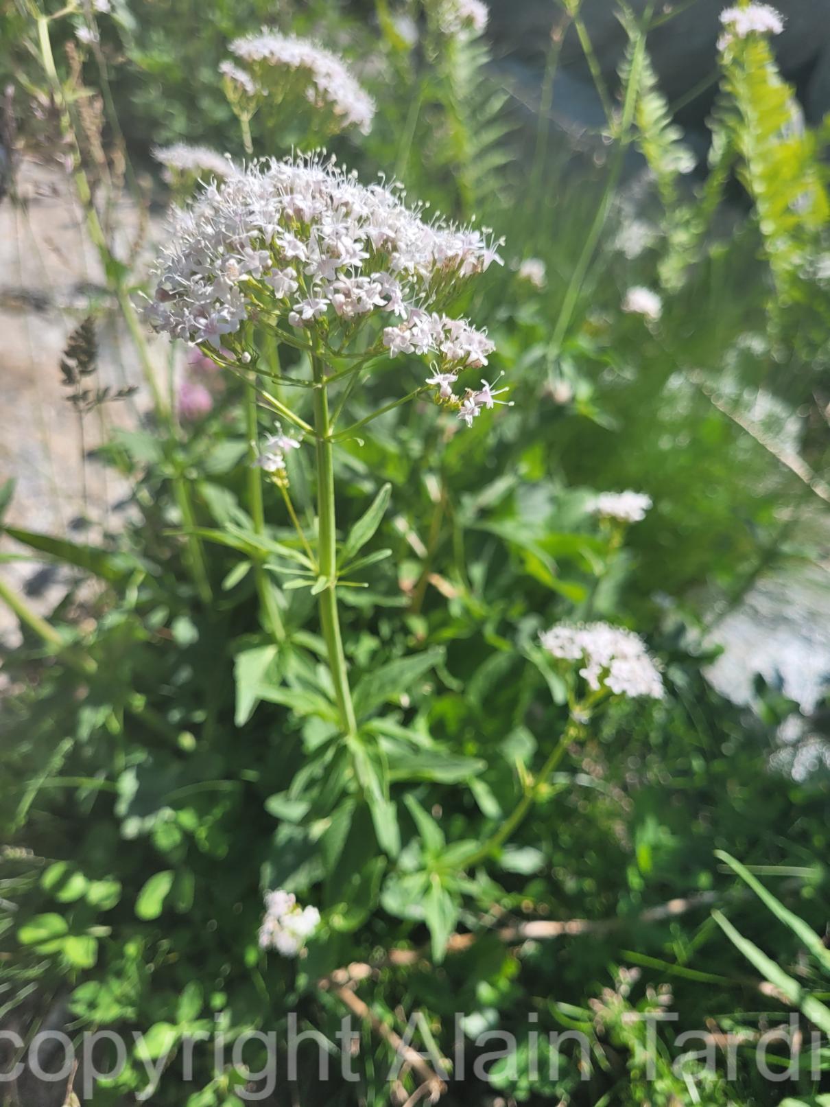 Valeriana tripteris 2 Valeriana tripteris ou valériane triséquée