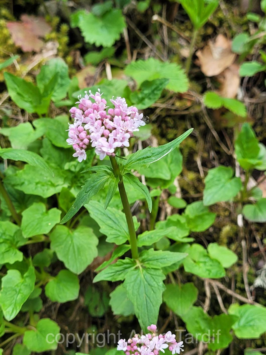 Valeriana tripteris 3 Valeriana tripteris ou valériane triséquée
