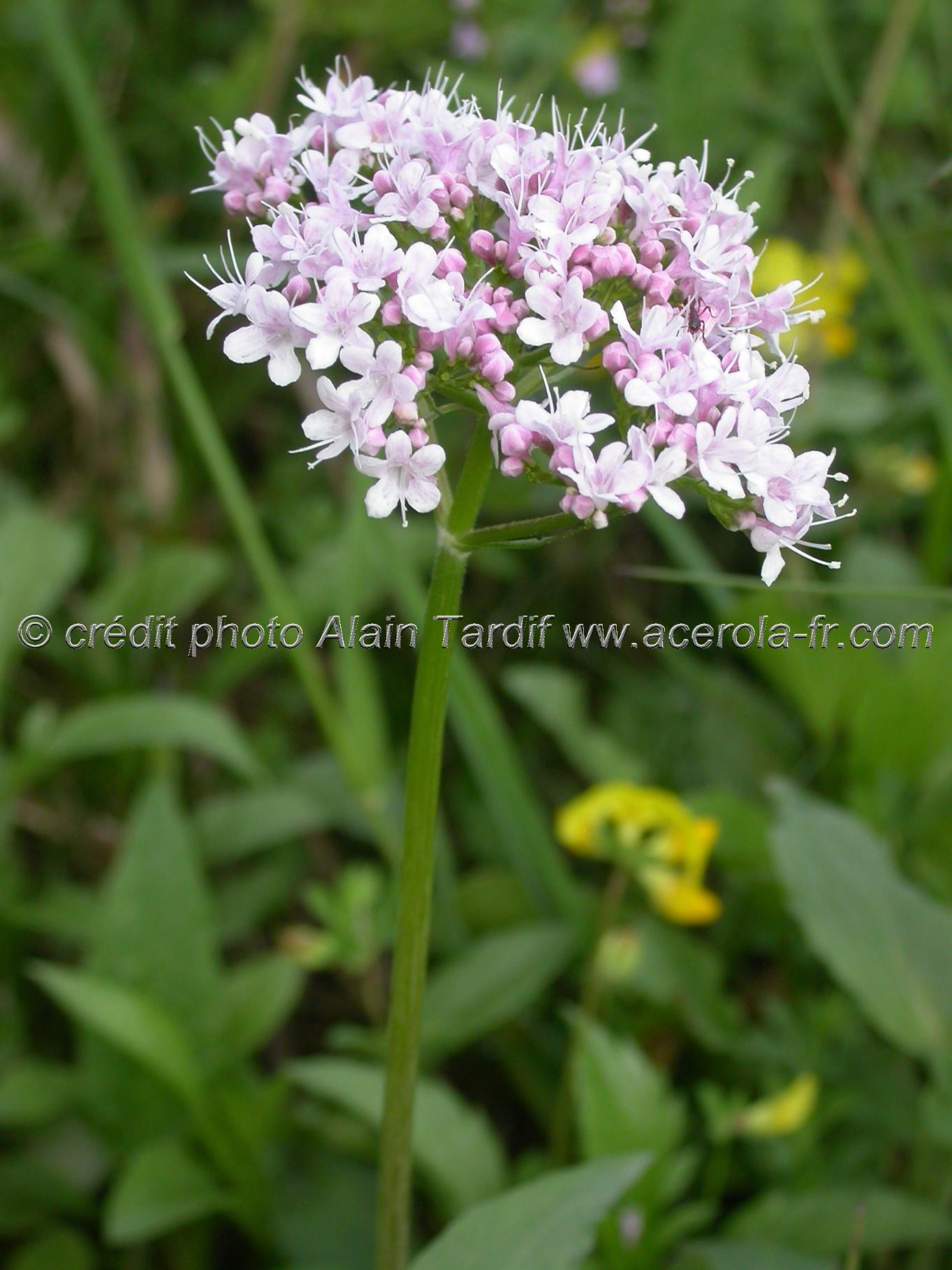 Valeriana tripteris 4 Valeriana tripteris ou valériane triséquée