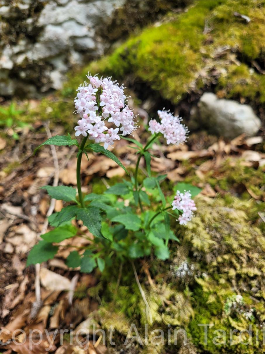 Valeriana tripteris 5 Valeriana tripteris ou valériane triséquée