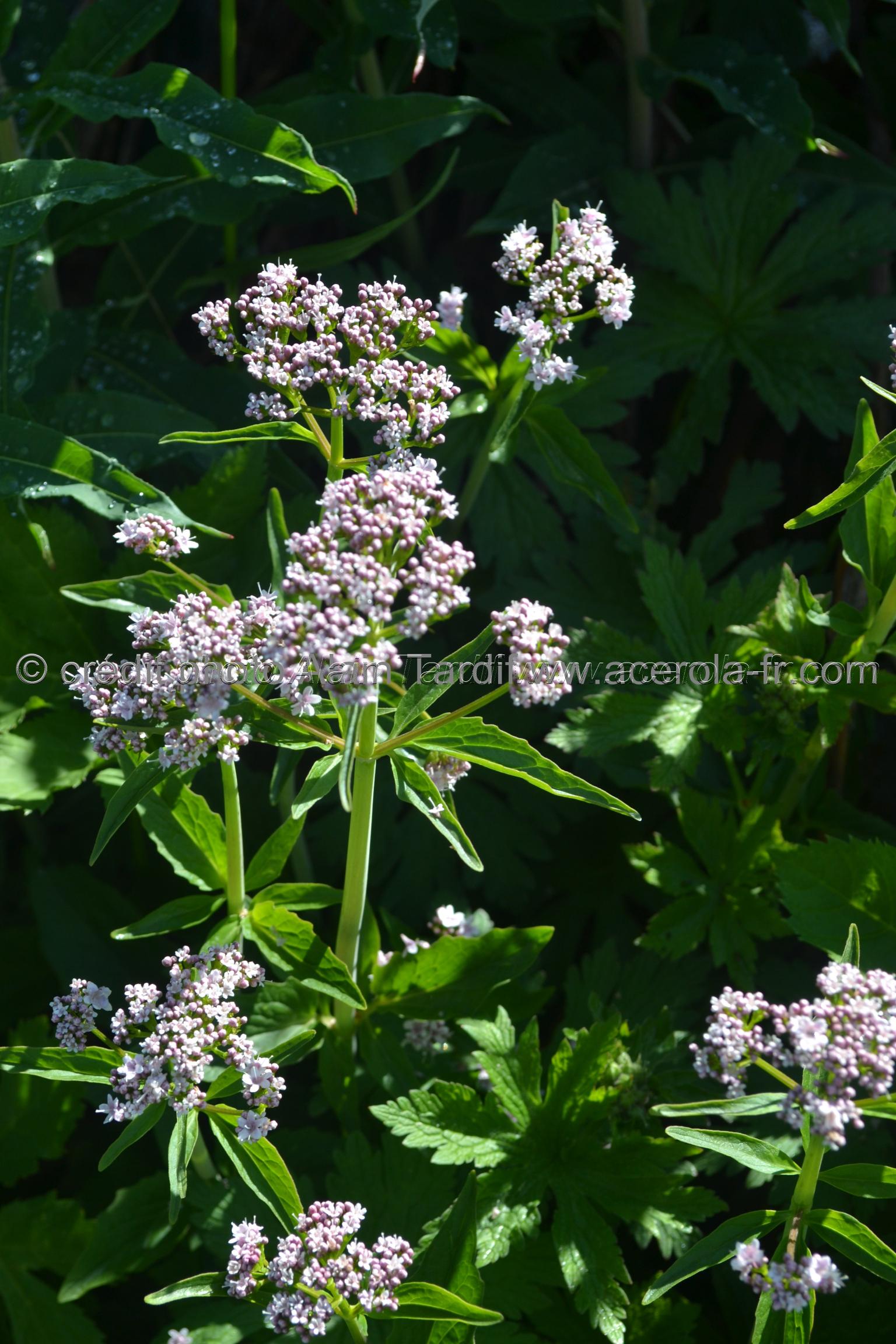 Valeriana tripteris Valeriana tripteris ou valériane triséquée