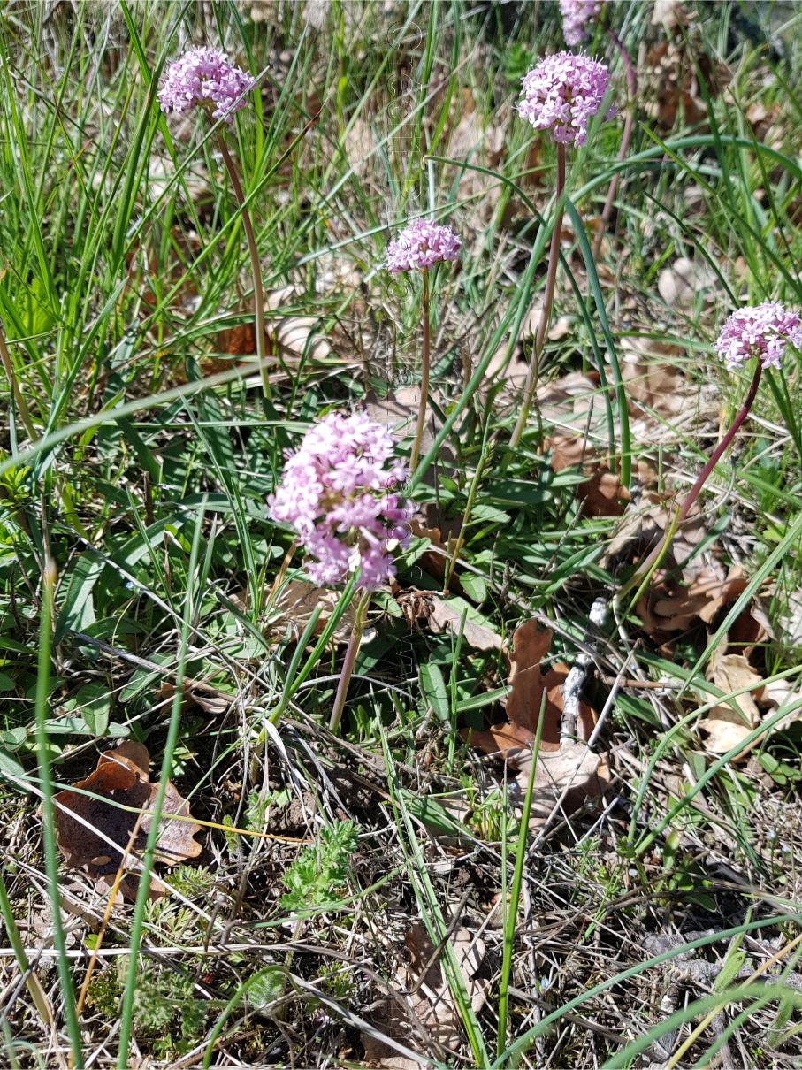 Valeriana tuberosa 4 Valeriana tuberosa ou valériane tubéreuse