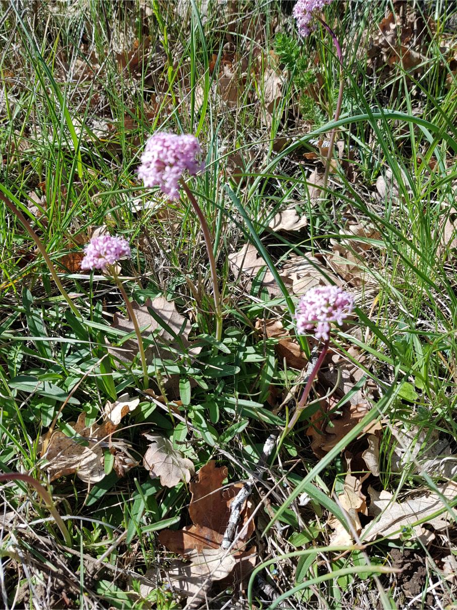 Valeriana tuberosa 5 Valeriana tuberosa ou valériane tubéreuse