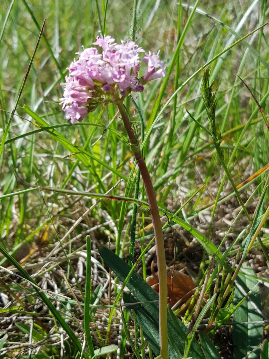 Valeriana tuberosa 6 Valeriana tuberosa ou valériane tubéreuse