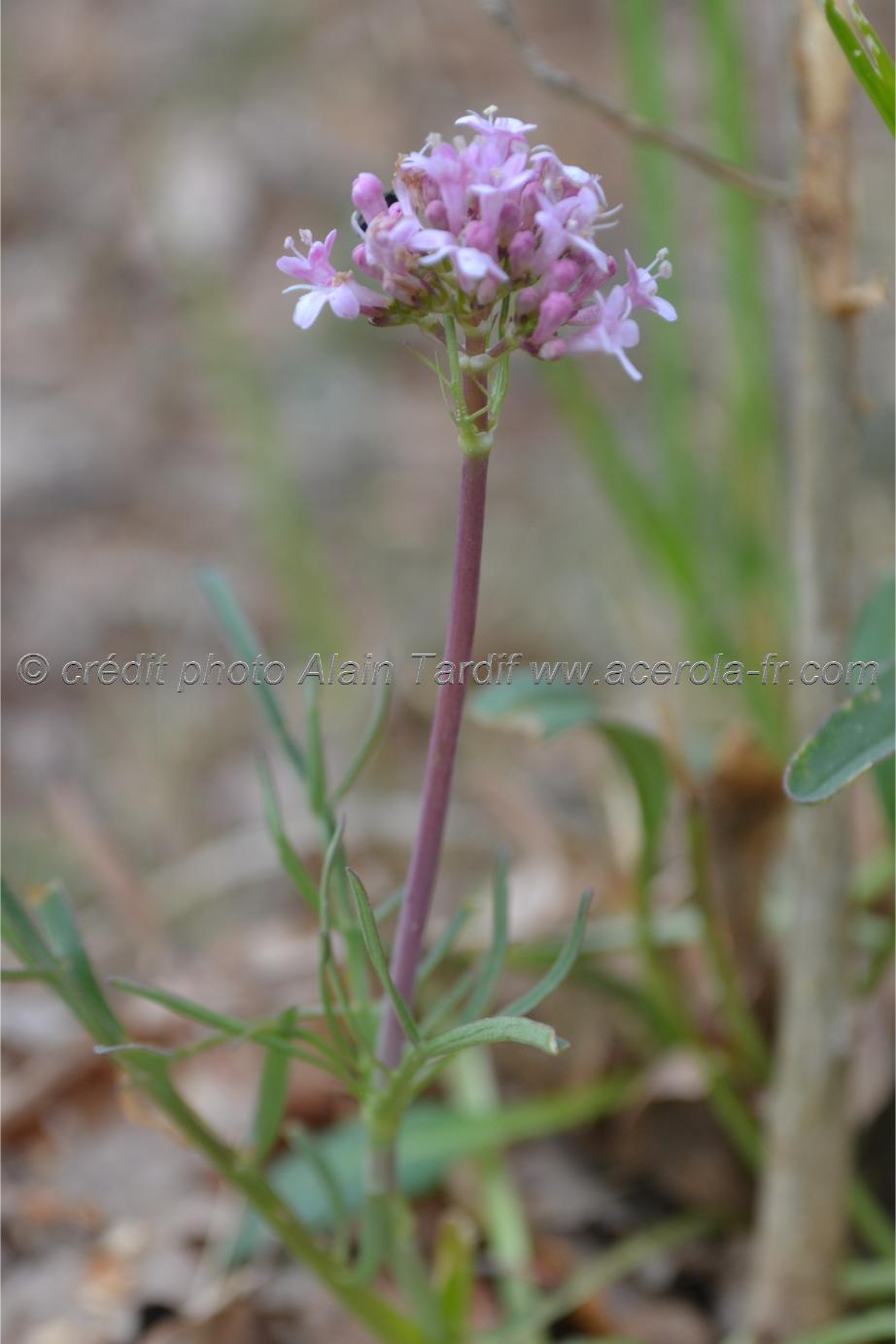 Valeriana tuberosa Valeriana tuberosa ou valériane tubéreuse