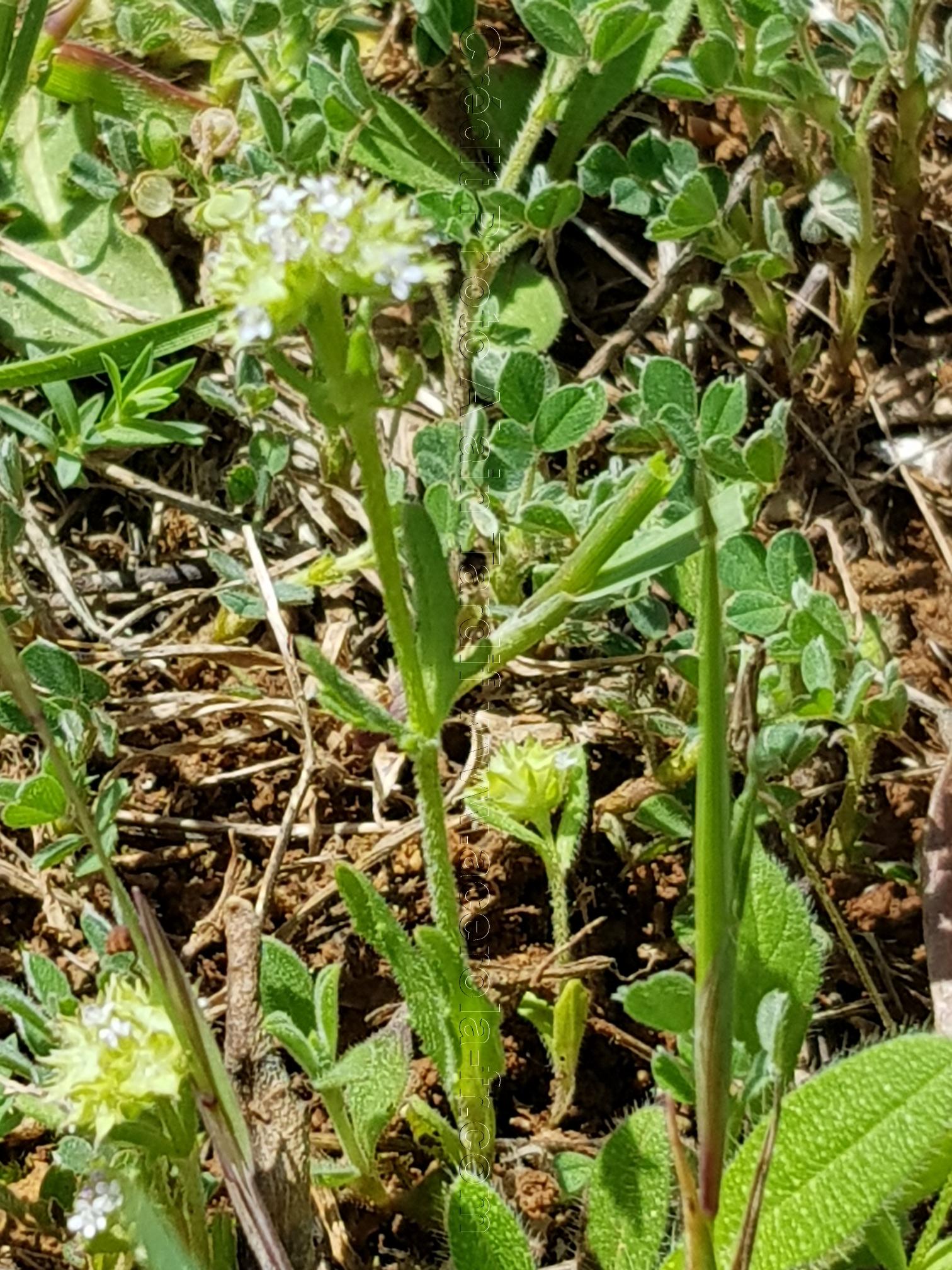 Valerianella coronata 2 Valerianella coronata ou valérianelle couronnée