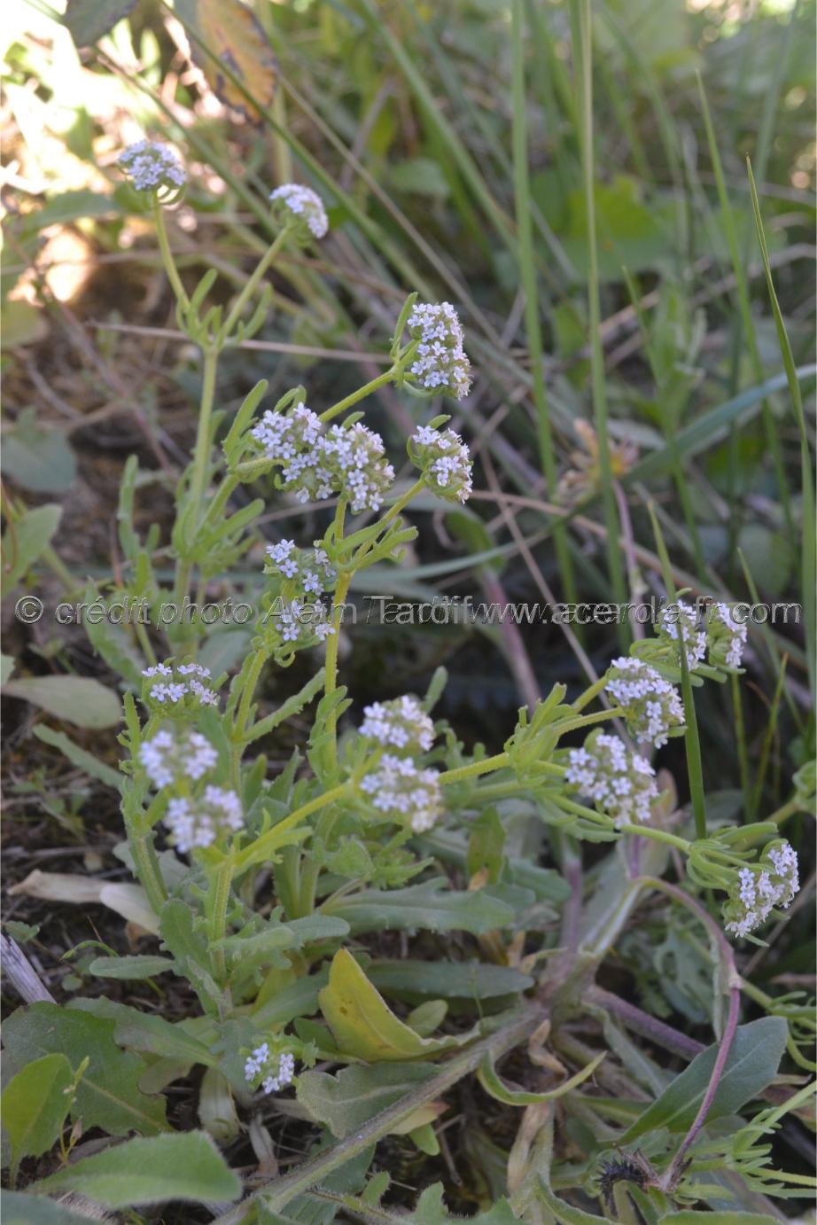 Valerianella coronata Valerianella coronata ou valérianelle couronnée