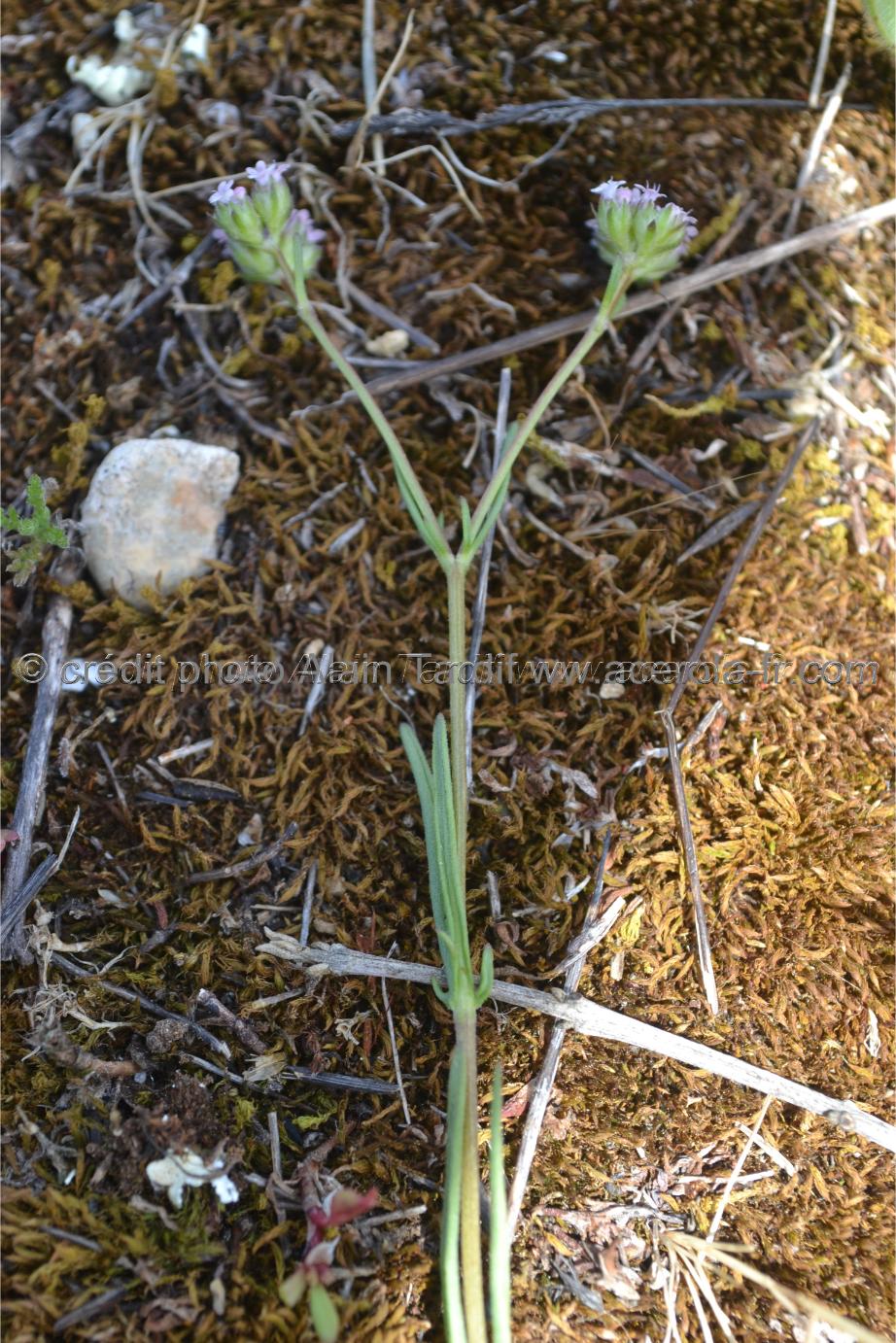 Valerianella minima Valerianella minima ou mâche à piquants