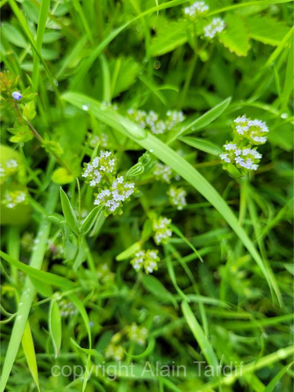 Valerianella olitoria 3 Valerianella olitoria ou doucette