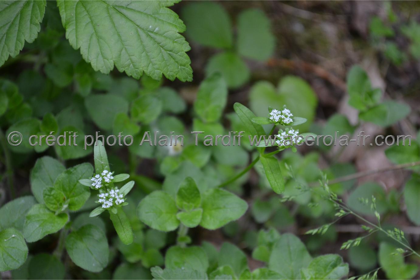 Valerianella olitoria Valerianella olitoria ou doucette