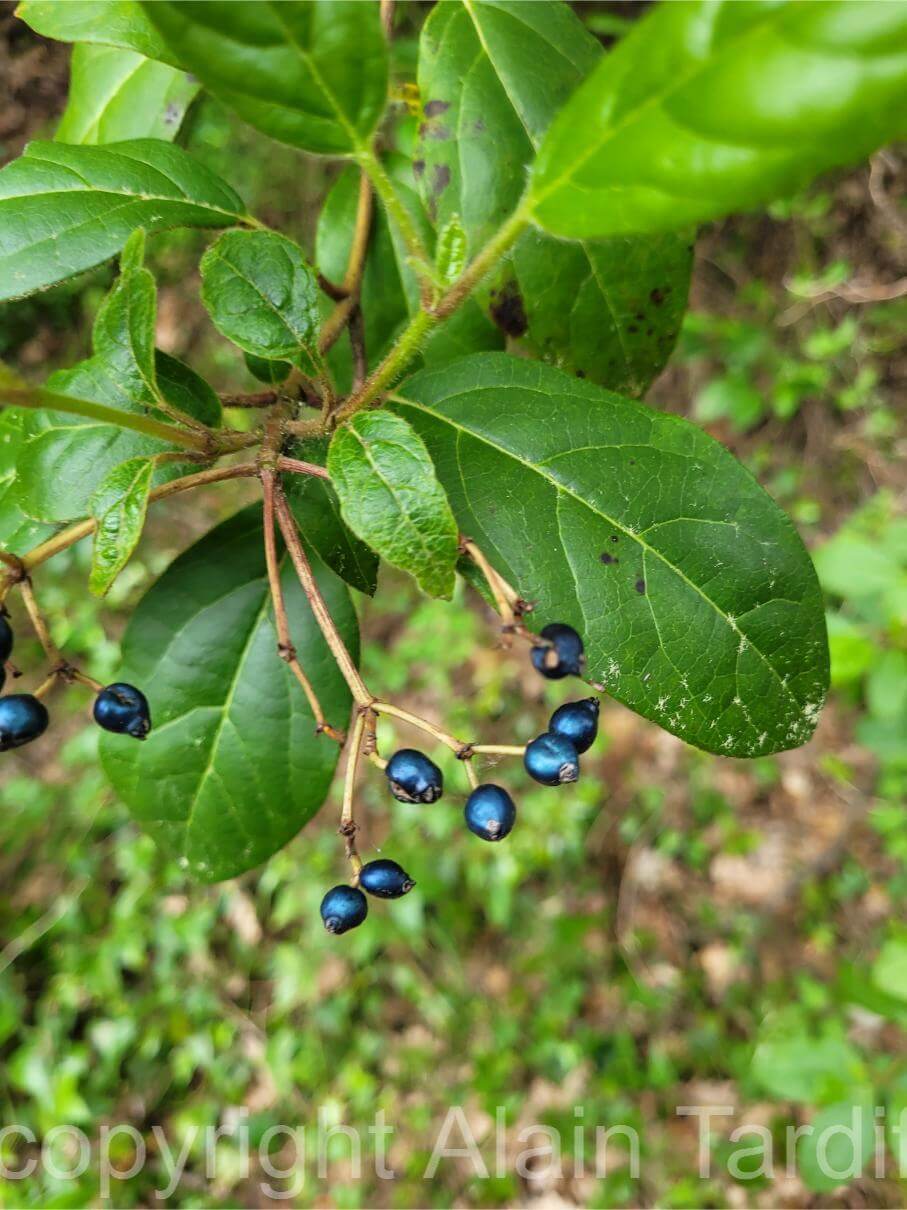Viburnum tinus fruits Viburnum tinus fruits