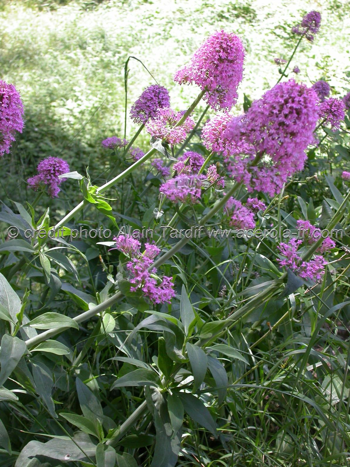 centranthus ruber 2 Centranthus ruber ou centranthe rouge