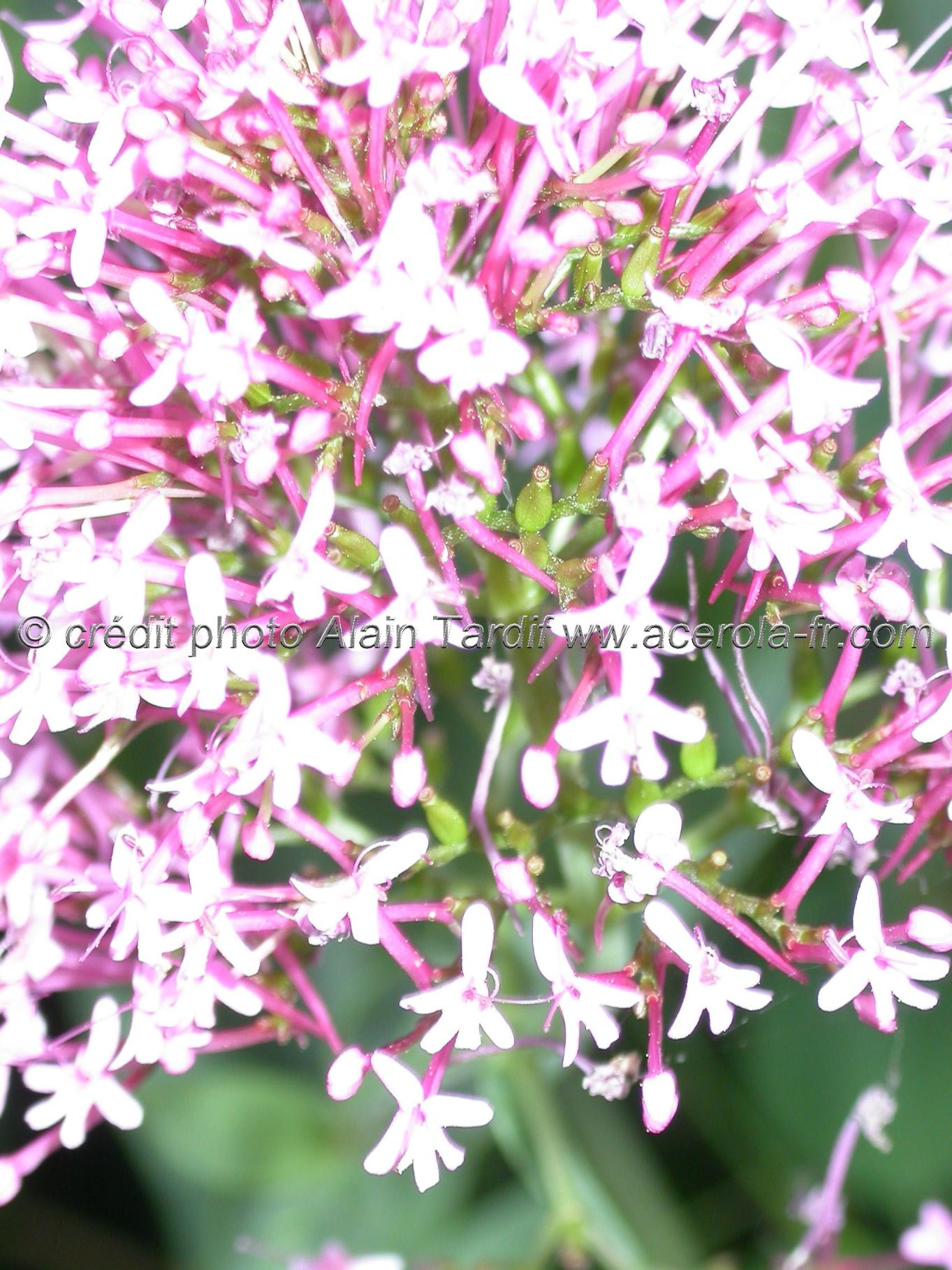 centranthus ruber Centranthus ruber ou centranthe rouge