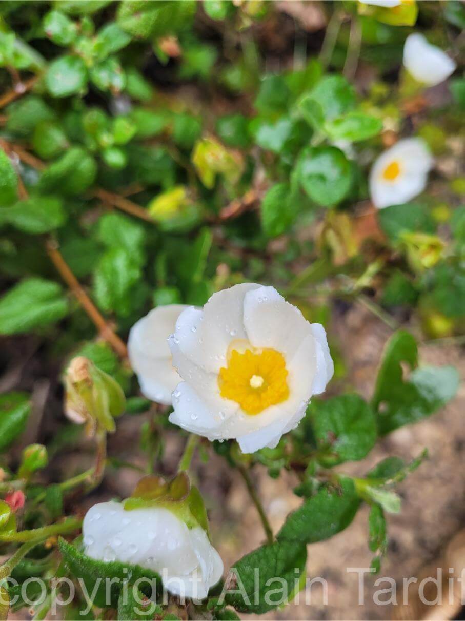 cistus salviifolius 2 cistus salviifolius ou ciste à feuilles de sauge