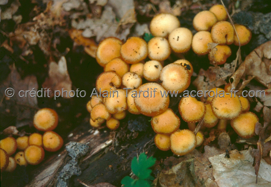 pholiota mutabilis 2 Strophariacées, pholiote changeante ou Kuehneromyces mutabilis