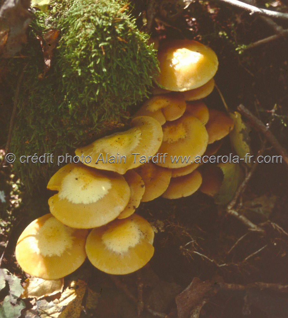 Kuehneromyces mutabilis pholiote changeante ou Kuehneromyces mutabilis